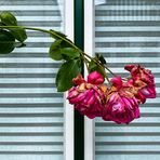 BlumenFenster