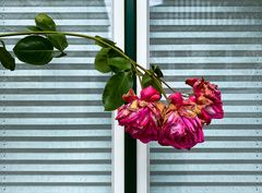 BlumenFenster