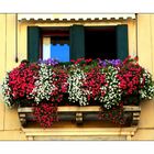 Blumenfenster