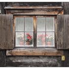 BlumenFenster