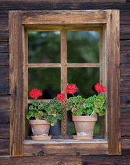 Blumenfenster