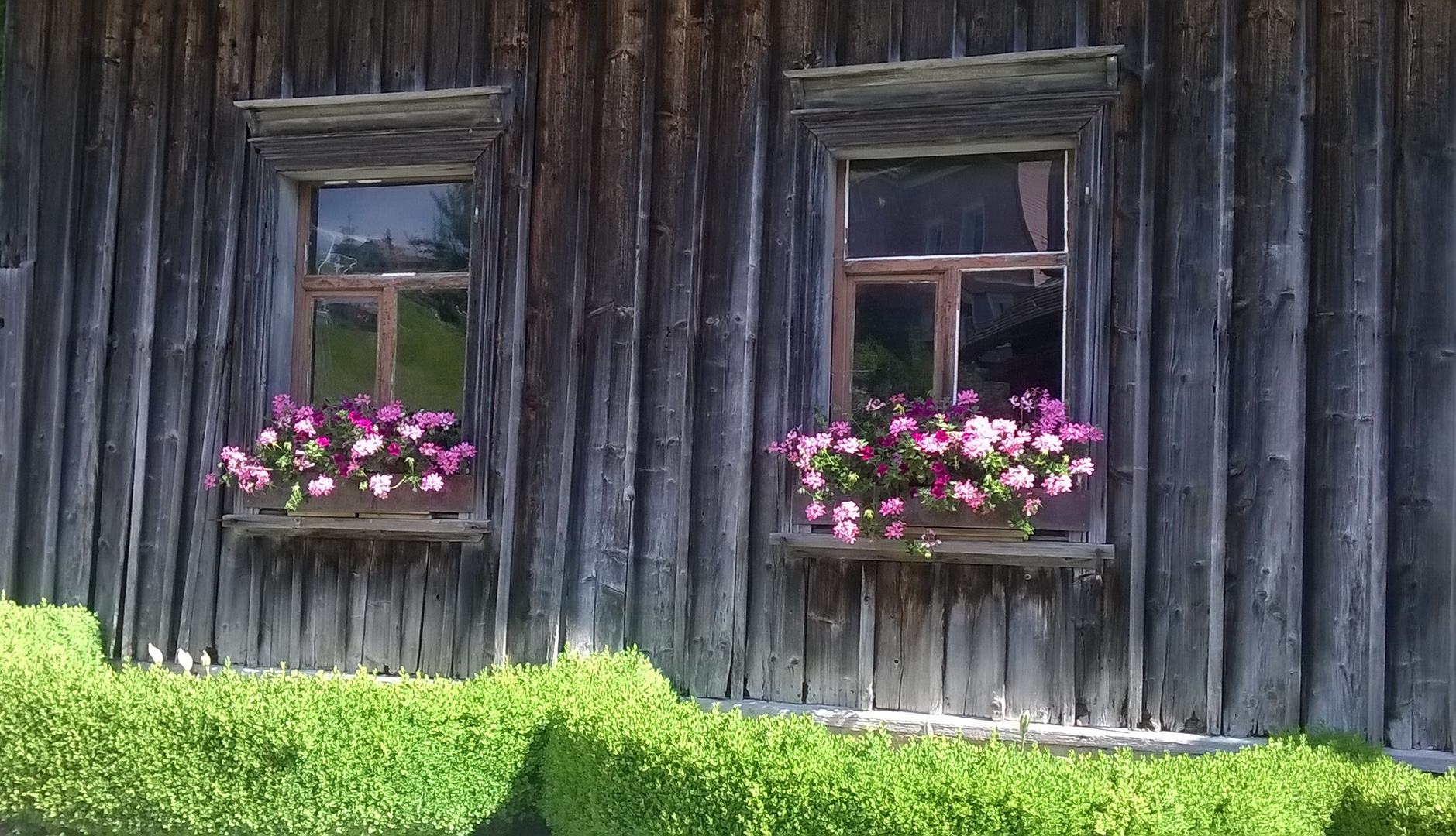 blumenfenster