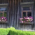 blumenfenster