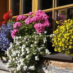 Blumenfenster