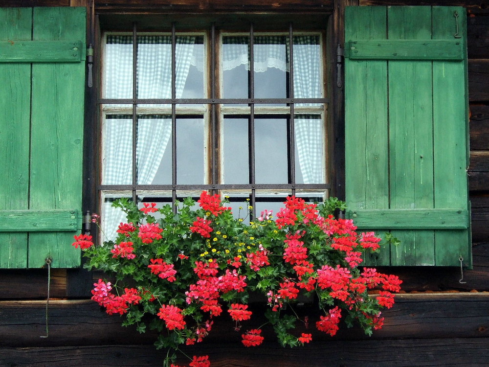 Blumenfenster