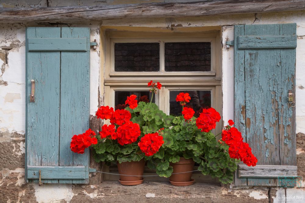Blumenfenster Foto &amp; Bild rot, blau, fenster Bilder auf