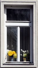 Blumenfenster im 10. Bezirk