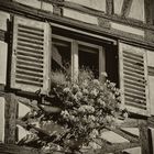 Blumenfenster im Elsass