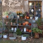 Blumenfenster im Herbst