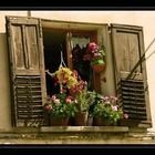 Blumenfenster in Castellano (Canyon du Verdon)