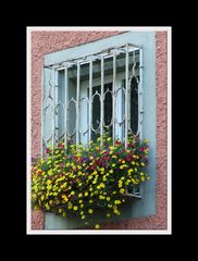 Blumenfenster in der Badstrasse