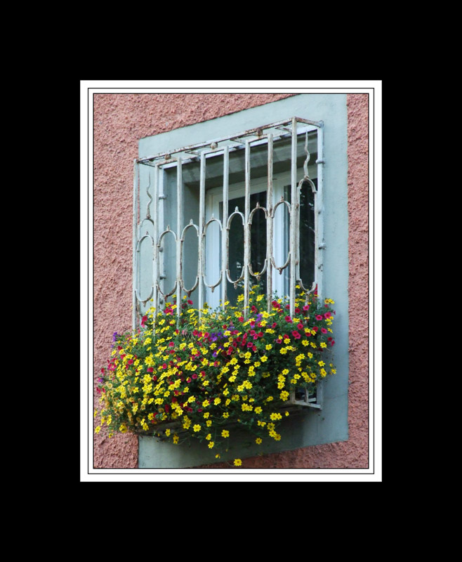 Blumenfenster in der Badstrasse  / Blumen komplett
