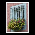 Blumenfenster in der Badstrasse  / Blumen komplett