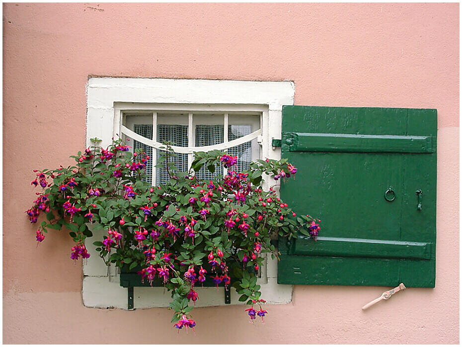 Blumenfenster mit grünem Laden