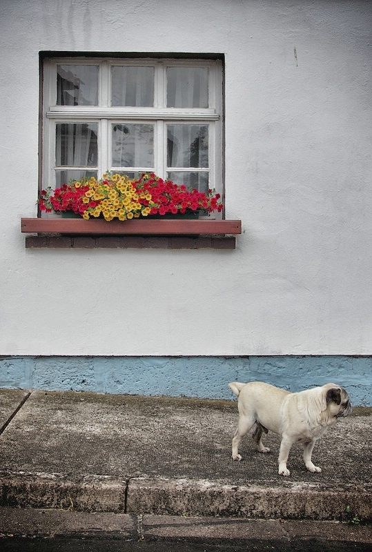 Blumenfenster mit Mops mit Blumenfenster