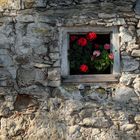 Blumenfenster oberhalb Obernau