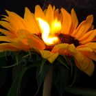 Blumenfeuer - Feuerblume