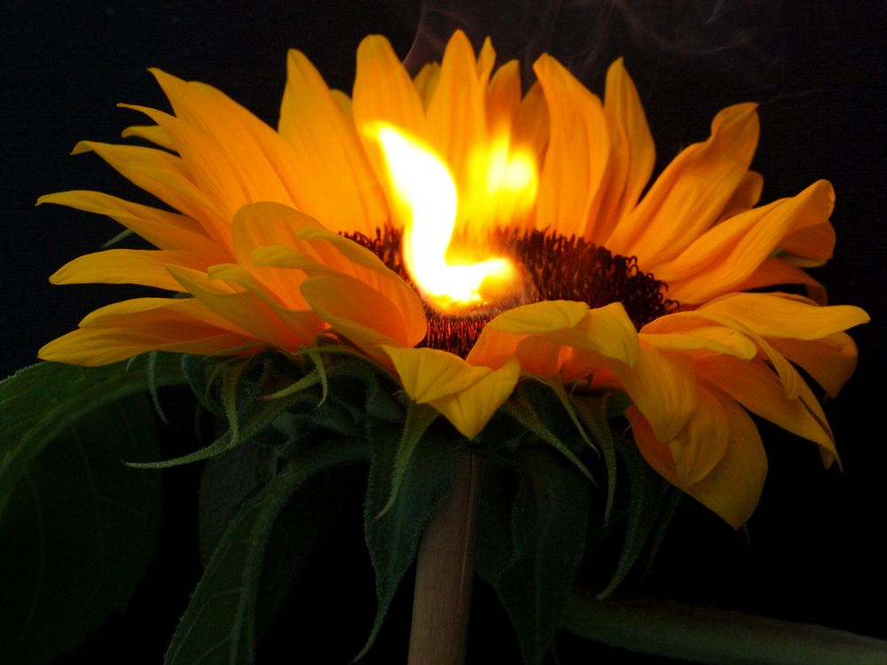 Blumenfeuer - Feuerblume