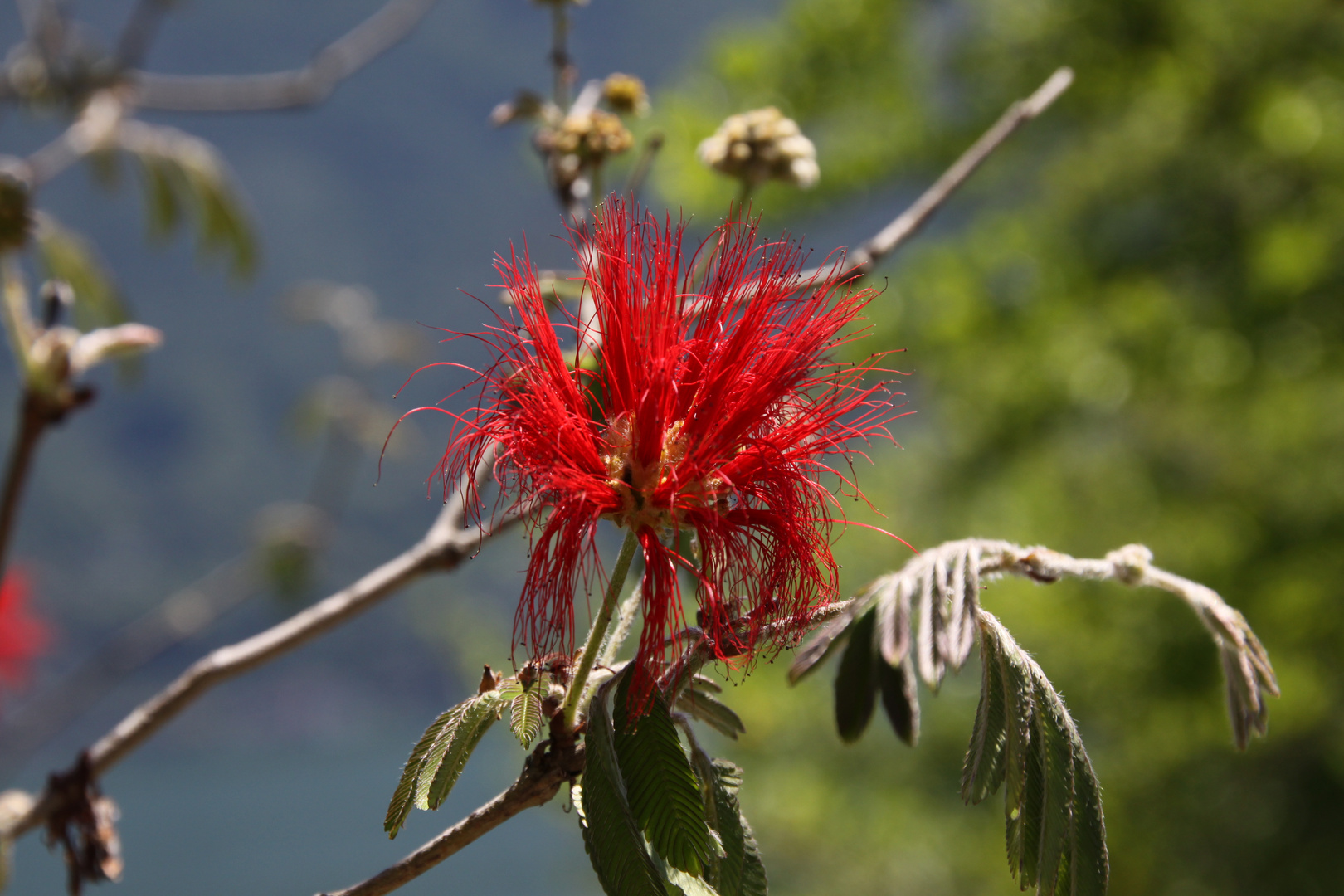 blumenfeuerwerk