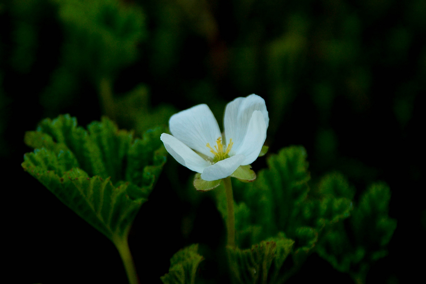 Blumenfinsternis