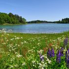 Blumenfjord - Schweden