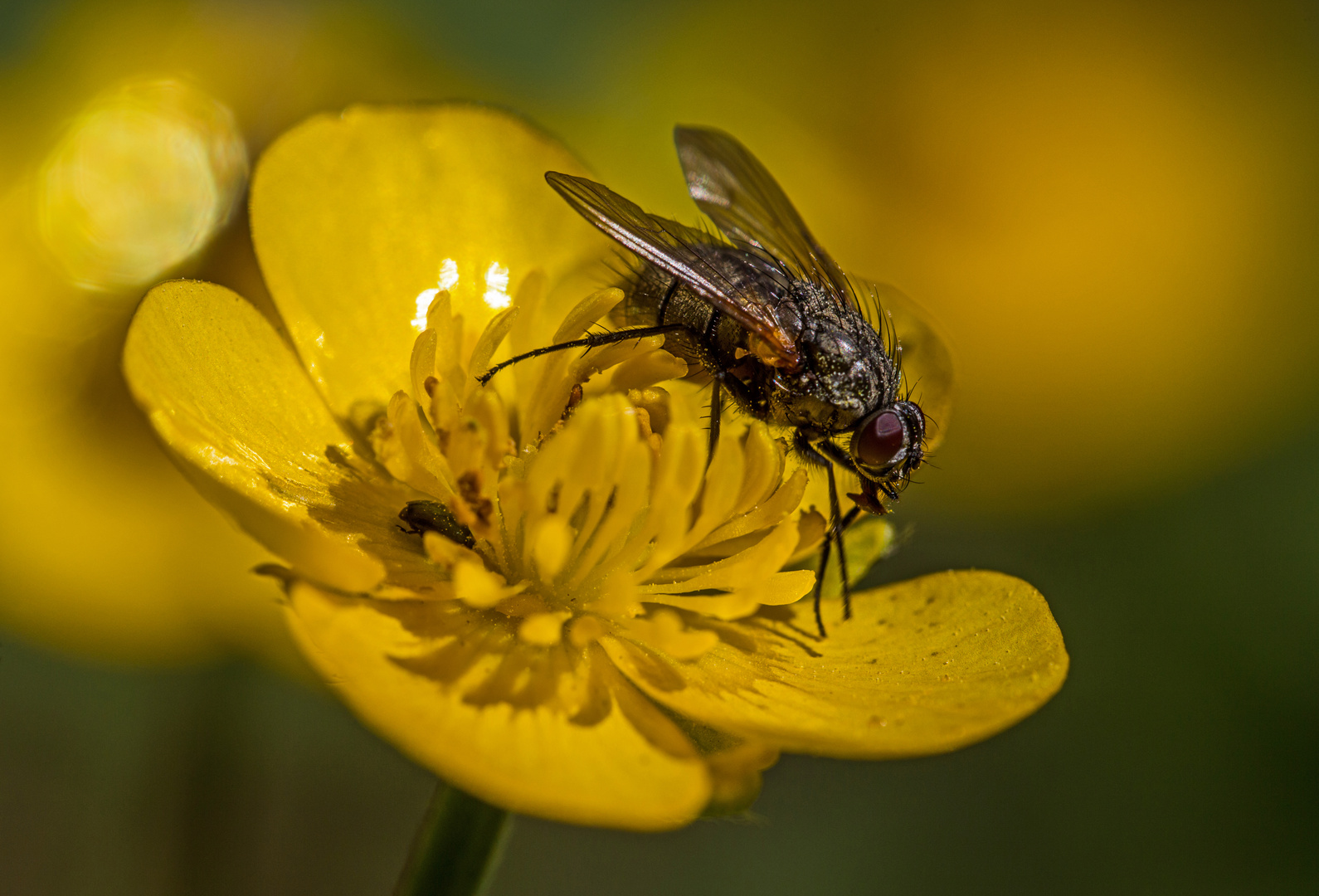 Blumenfliege