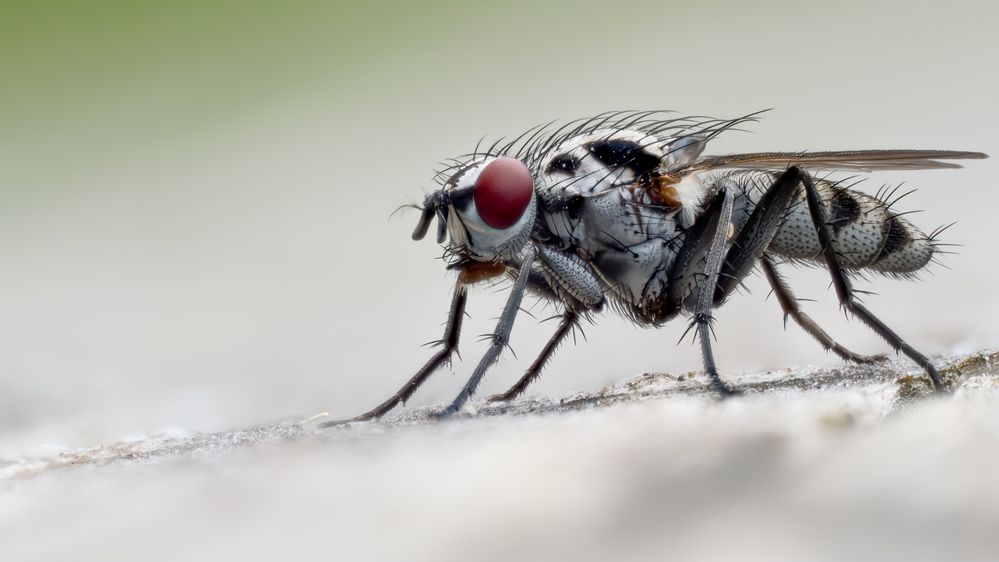 Blumenfliege (Anthomyia procellaris)