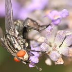 Blumenfliege auf Lavendelblüte