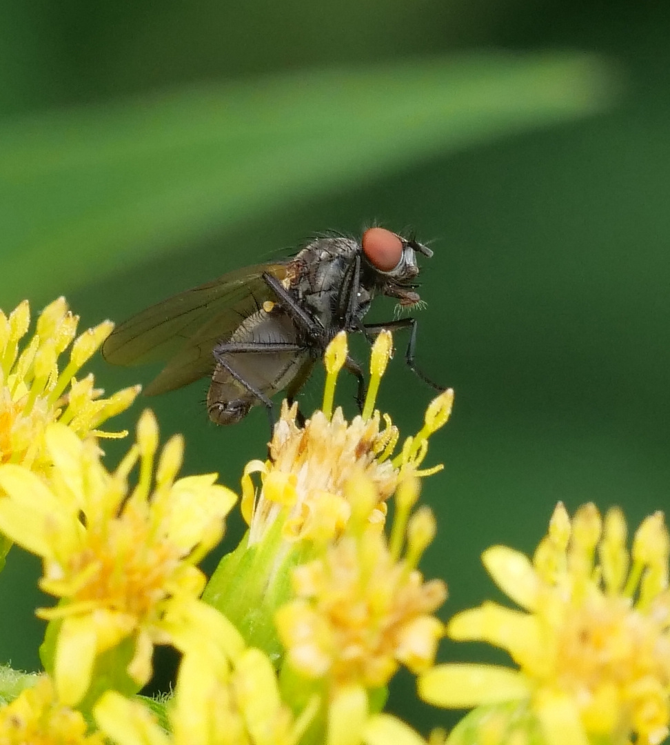 Blumenfliege_Botanophila fugax