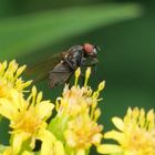 Blumenfliege_Botanophila fugax