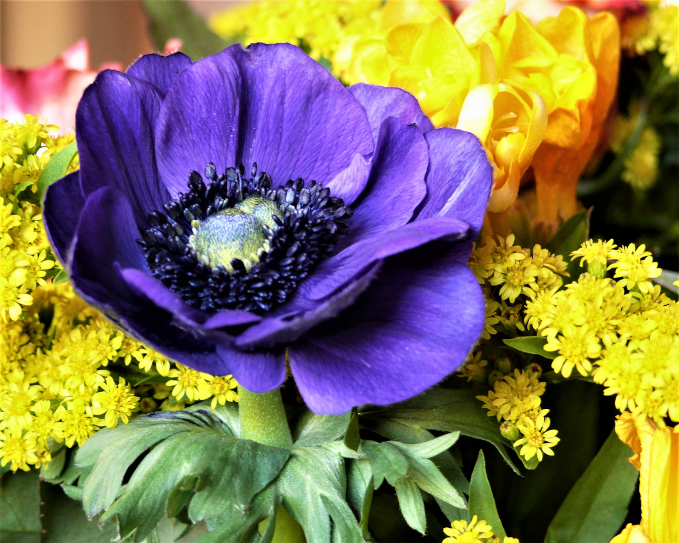 Blumenflor Foto & Bild natur, pflanzen, pilze & flechten, blüten