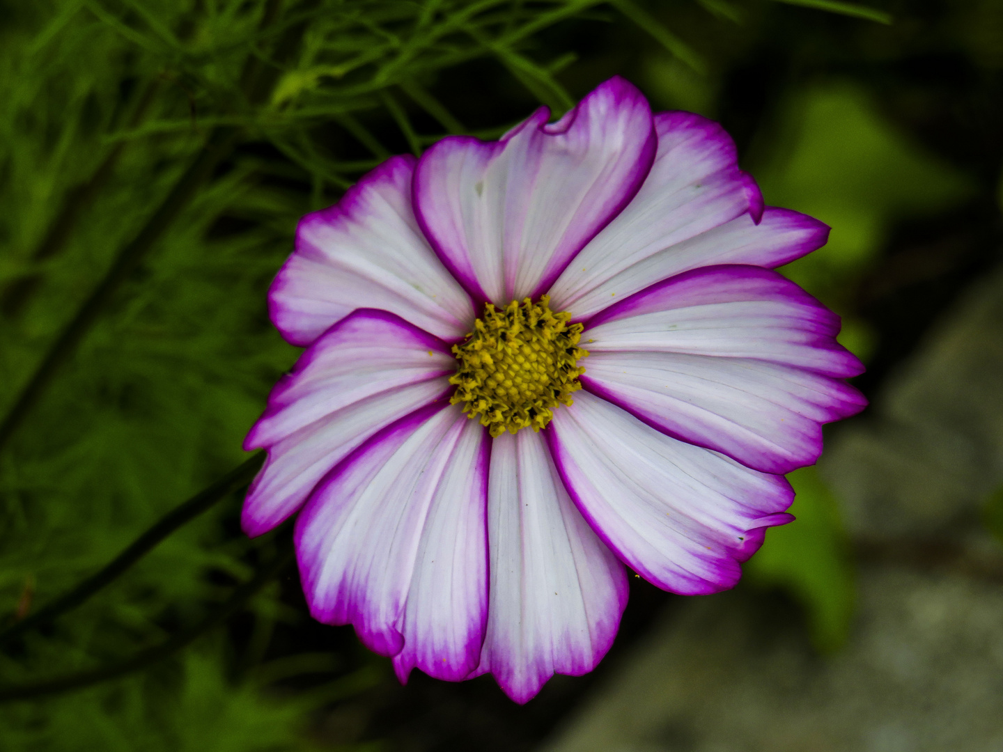 Blumenfotografie