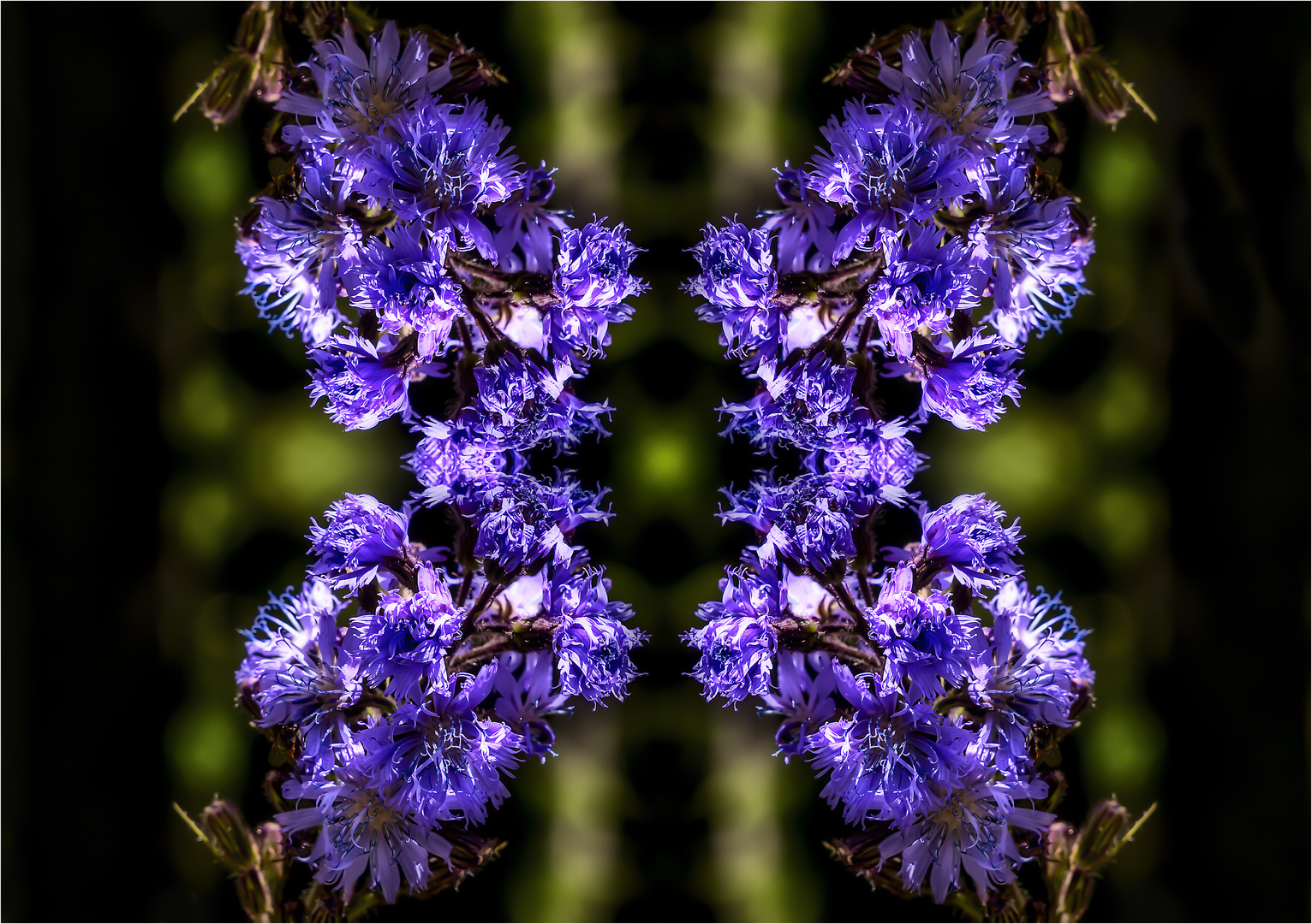 Blumenfractal