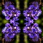 Blumenfractal