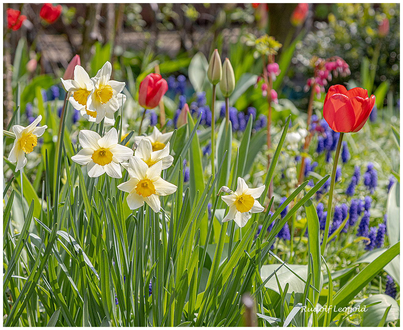 Blumenfreude im Garten