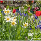 Blumenfreude im Garten