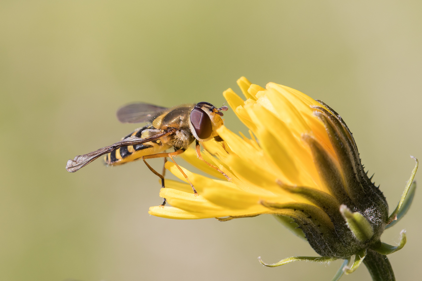 Blumenfreund