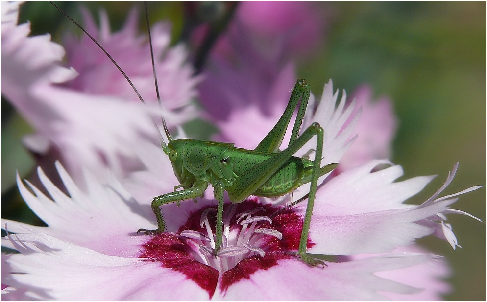 BLUMENFREUND