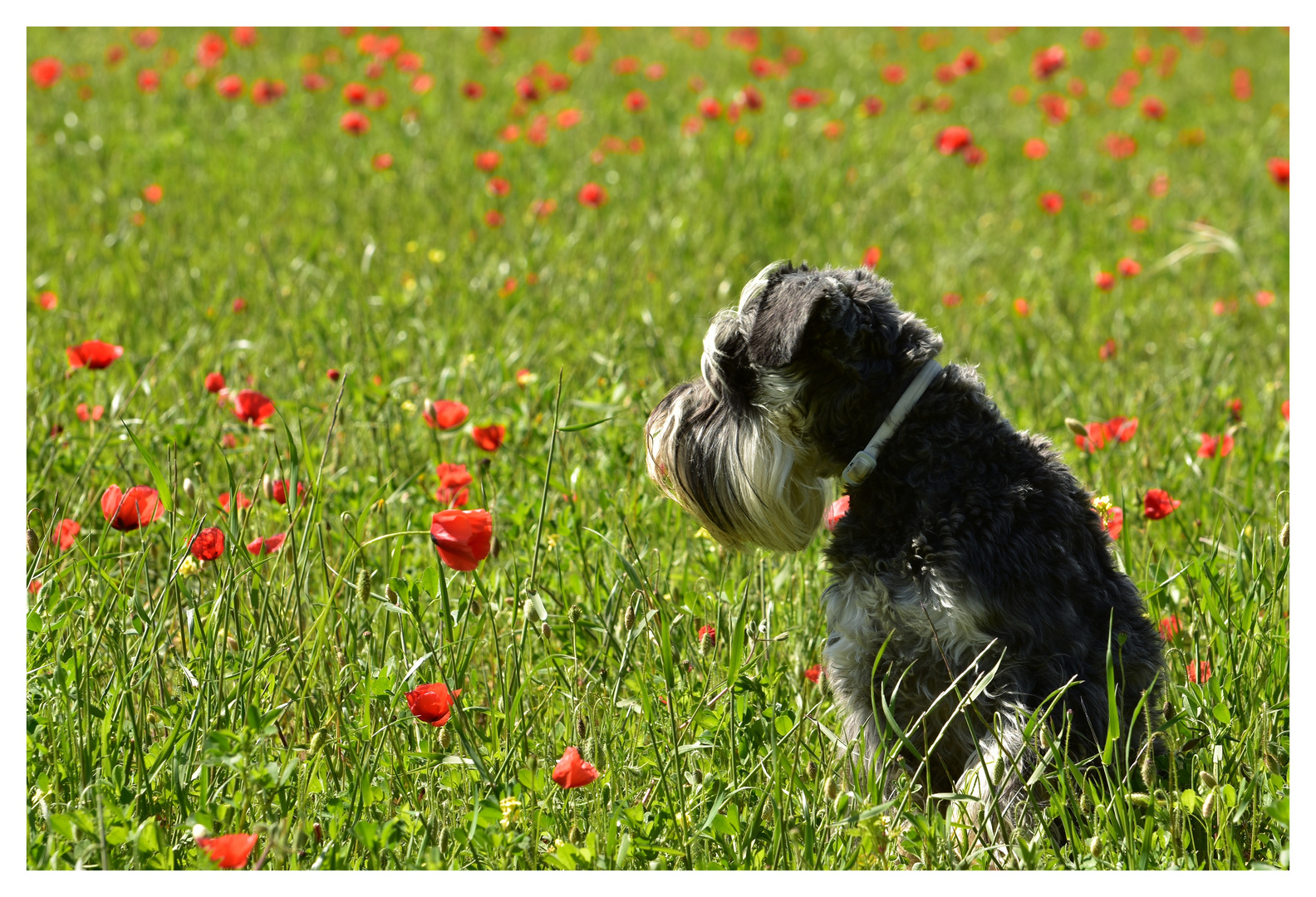 Blumenfreund