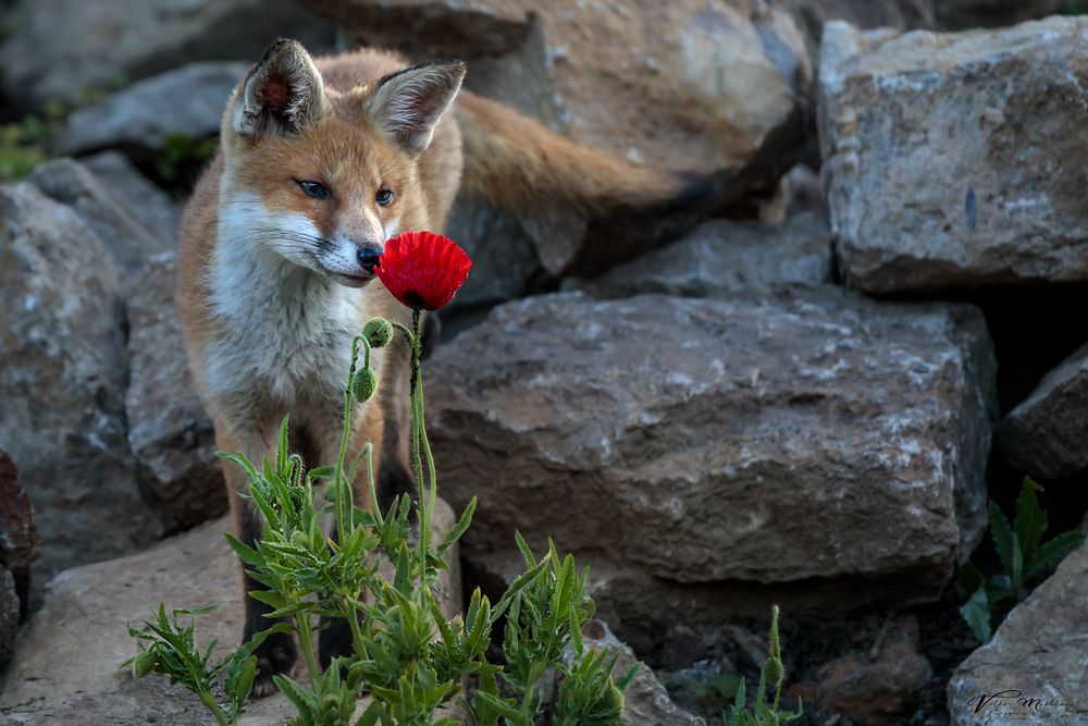 Blumenfreund