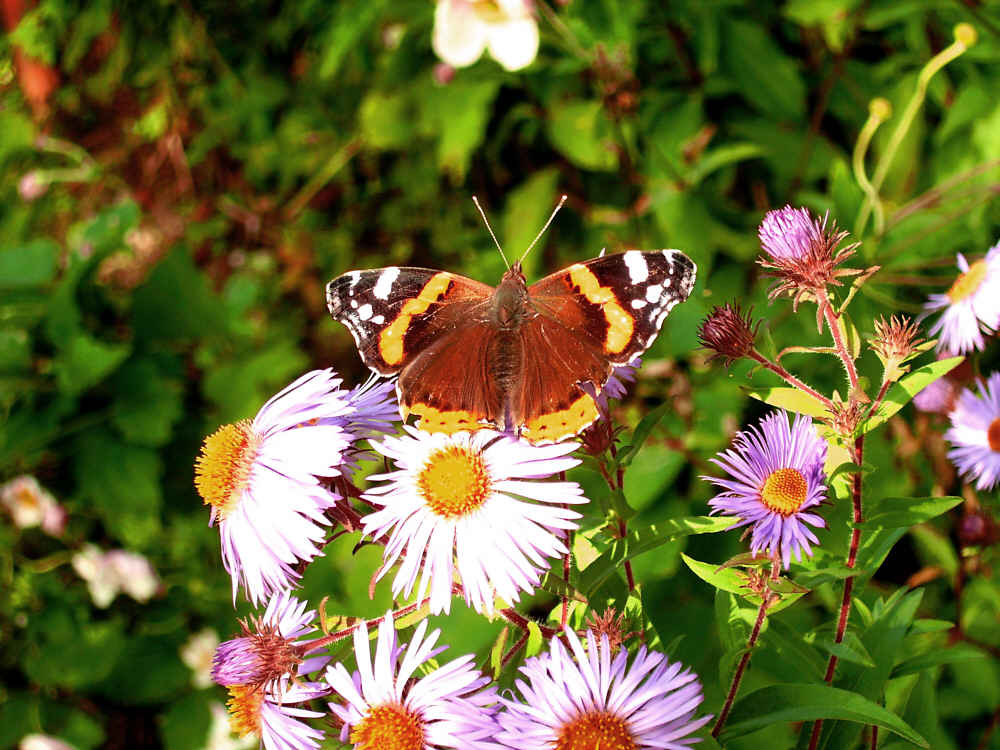 Blumenfreund im Oktober