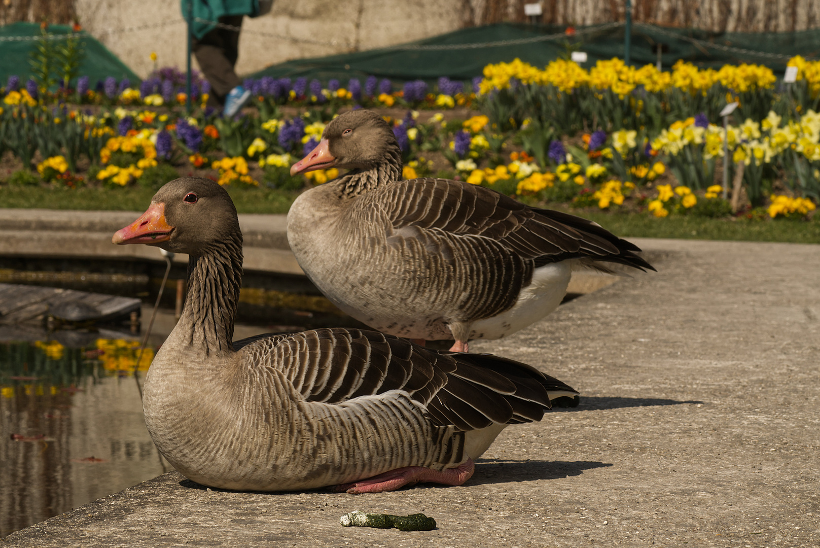 Blumenfreunde