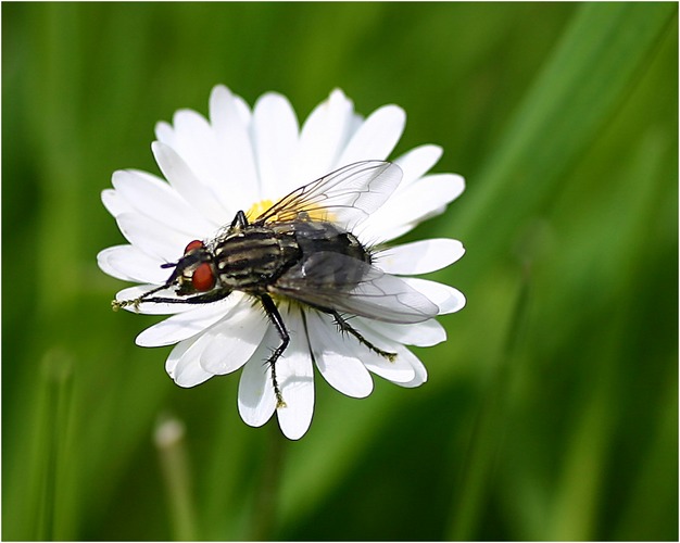 Blumenfreundin?