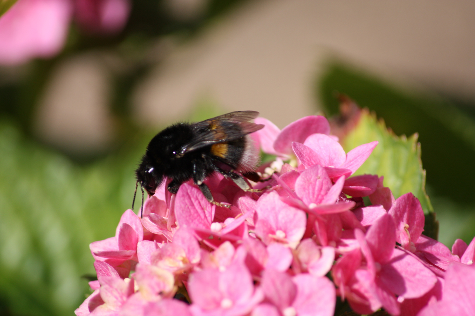 Blumenfreundin zu Besuch