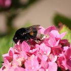 Blumenfreundin zu Besuch