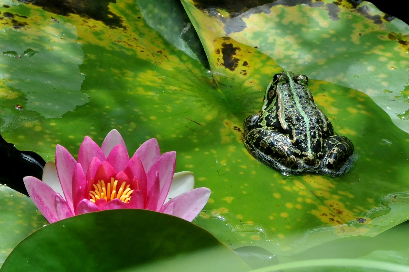 Blumenfrosch