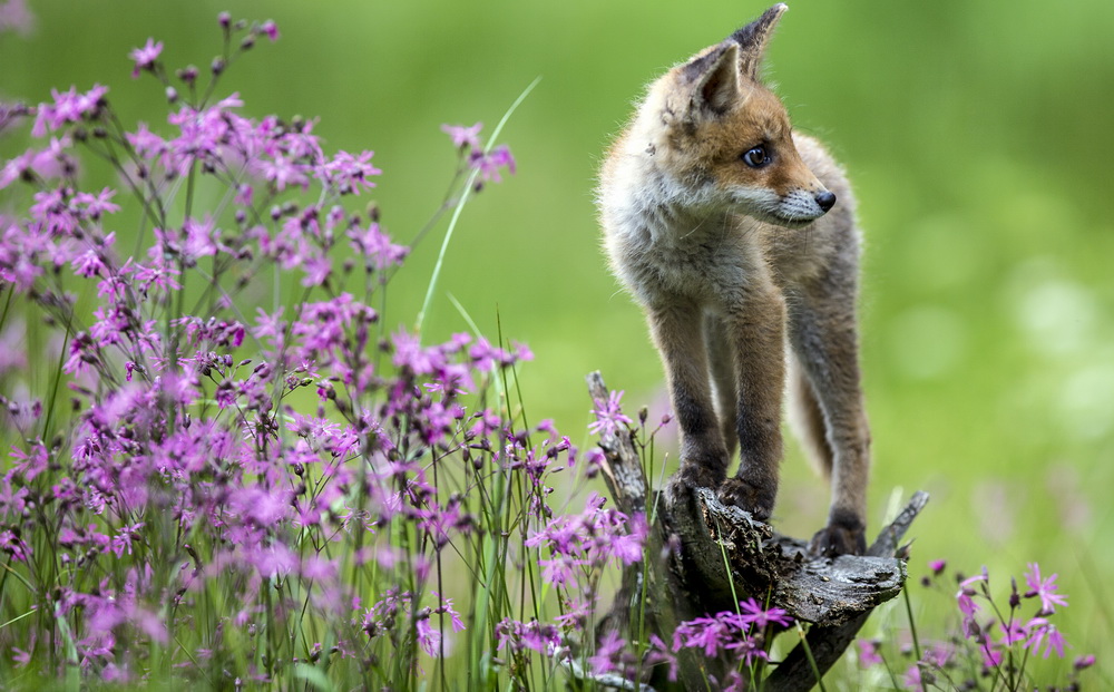 Blumenfuchs