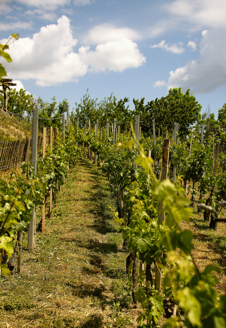 Blumengärten Hirschstetten