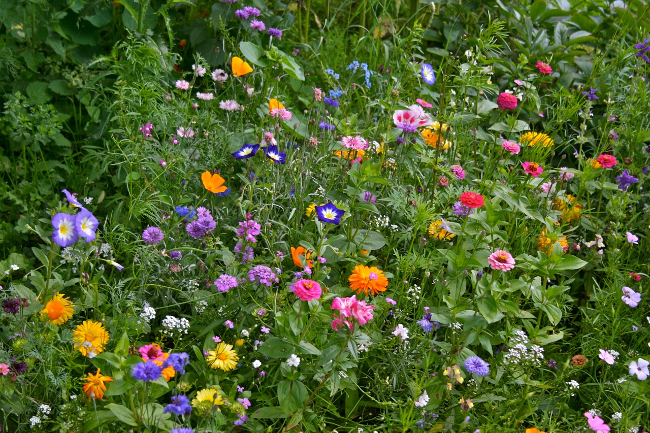 Blumengarten Foto Bild Pflanzen Pilze Flechten Bluten Kleinpflanzen Gartenpflanzen Und Bluten Bilder Auf Fotocommunity