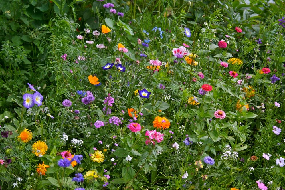 Blumengarten Foto & Bild | pflanzen, pilze & flechten, blüten